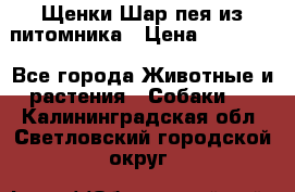 Щенки Шар пея из питомника › Цена ­ 25 000 - Все города Животные и растения » Собаки   . Калининградская обл.,Светловский городской округ 